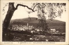 Opinión grasa de la POSTAL de la VENDIMIA entre los Aceituna-árboles