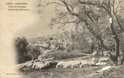 La vista artística de Grasse de la POSTAL de la VENDIMIA inscribe las ovejas de los Aceituna-árboles