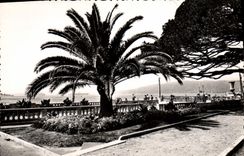 CPA Juan les Pins Un Coin des nouveuax Jardins 