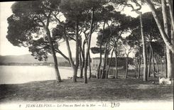 Pinos de los pinos de Juan de la POSTAL de la VENDIMIA en la playa