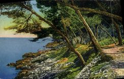 CPA Menton Un Sous Bois au Cap Martin