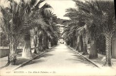CPA Menton Une Allee De Palmiers
