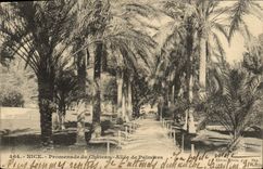 CPA Nice Promenade du Chateau Allee de Palmiers 