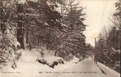 CPA Peira Cava Un coin de foret 