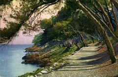 VINTAGE POSTCARD Pines in the Cape Martin