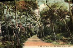 CPA Le Cap Martin Une Allee de la Foret 
