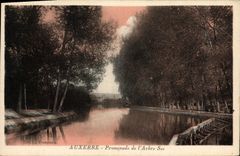 CPA Auxerre Promenade de L'Arbre Sec