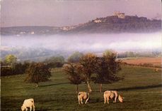 CPM Vezelay La Campagne au petit matin Vaches 