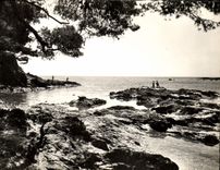 CPM La Cote d'Azur Varoise Presquile De Giens un Coin Du Du Niel