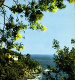 MODERN CARD Light And Beauty Of the Dimension of Azure the Dorees Balls Of the Mimosas