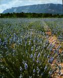 CPM La Provence Et Ses Champs De Lavande