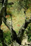 MODERN CARD Reflection Of Provence Spring Under the Olive-trees
