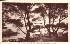 VINTAGE POSTCARD Surroundings Of Toulon Details Of Pines At the seaside