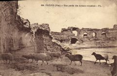 CPA Frejus Une Partie des Arenes romaines Moutons 