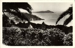 POSTAL Hyeres de la VENDIMIA las palmeras de Giens vistas en la isla de Ribaud