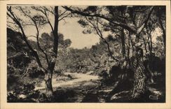 La POSTAL Hyeres de la VENDIMIA las palmeras debajo de la madera tiene Costebelle