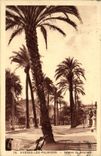 CPA Hyeres les Palmiers Avenue de Belgique