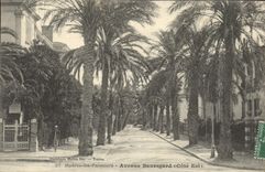 POSTAL Hyeres de la VENDIMIA la costa este de Bauregard de la avenida de las palmeras