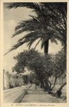 Palmeras de Hyeres de la POSTAL de la VENDIMIA la avenida de Riondet