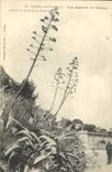 Plantas del sisal de las palmeras de Hyeres de la POSTAL de la VENDIMIA en la línea de las flores del sur de Francia