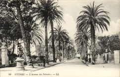 CPA Hyeres L'Avenue des Palmiers
