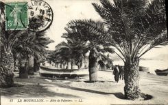 VINTAGE POSTCARD Mourillon Gone of Palm trees