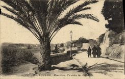CPA Toulon Mourilion Vu entre les Palmiers