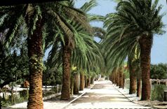VINTAGE POSTCARD St Cyr Lecques Gone of the Palm trees