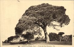 CPA Saint Raphael Etude de Pins Parasols