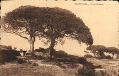 Pinos de paraguas de Raphael del St de la POSTAL de la VENDIMIA