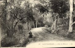 CPA Saint Raphael Allee des Mimosas