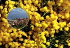 CPAMCarte Parfumee de Luxe Vallazur Grasse