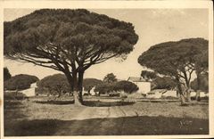 CPA Cote D'Azur Saint Tropez Pins Maritimes