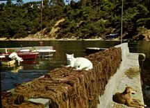 CPM Toulon Port Mejean au la paix au Port Chat Chein 