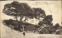 VINTAGE POSTCARD Toulon Cape Brown Pines of the Courdouan Painter