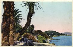 VINTAGE POSTCARD Toulon the Boulevard of the Littoral the Palm tree leans