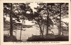 VINTAGE POSTCARD Toulon Under Wood Seaside
