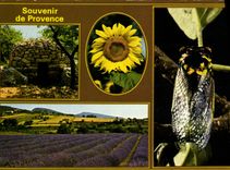 CPM Souvenir De Provence