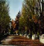 CPM Arles Les Alyscamps L'Allee des Sarcophages