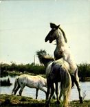 CPM En Camargue Combat de Chevaux