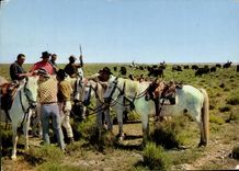 CPM En Camargue Selection des Taureaux Pour la Course
