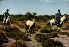CPM En Camargue Avec Les Gardians Chevaux 