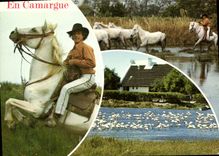CPM En Camargue Les Belles Images Chevaux