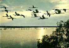 CPM Reflets De Provence Scene de la Vie De Camargue Vol de Flamants roses
