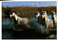 CPM La Camargue Chevaux 