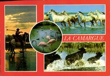 CPM La Camargue chevaux 