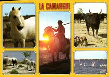 CPM La Camargue Cheval camarguais Gardian au couchant