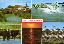 CPM Camargue Souvenirs Chevaux Taureaux Flamants roses 