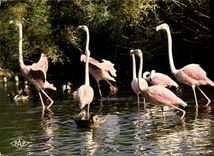 CPA En Camargue Languedoc Roussillon Flamants roses