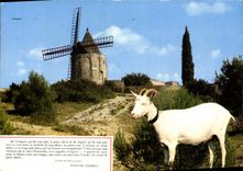 CPM Fontvieille Le Moulin de Daudet Chevre 